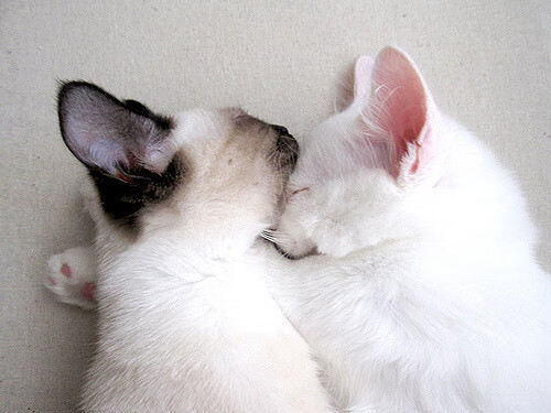 神奇小子班凯罗!末节独砍17分导演逆转,湖人险胜掘金创季后赛新历史